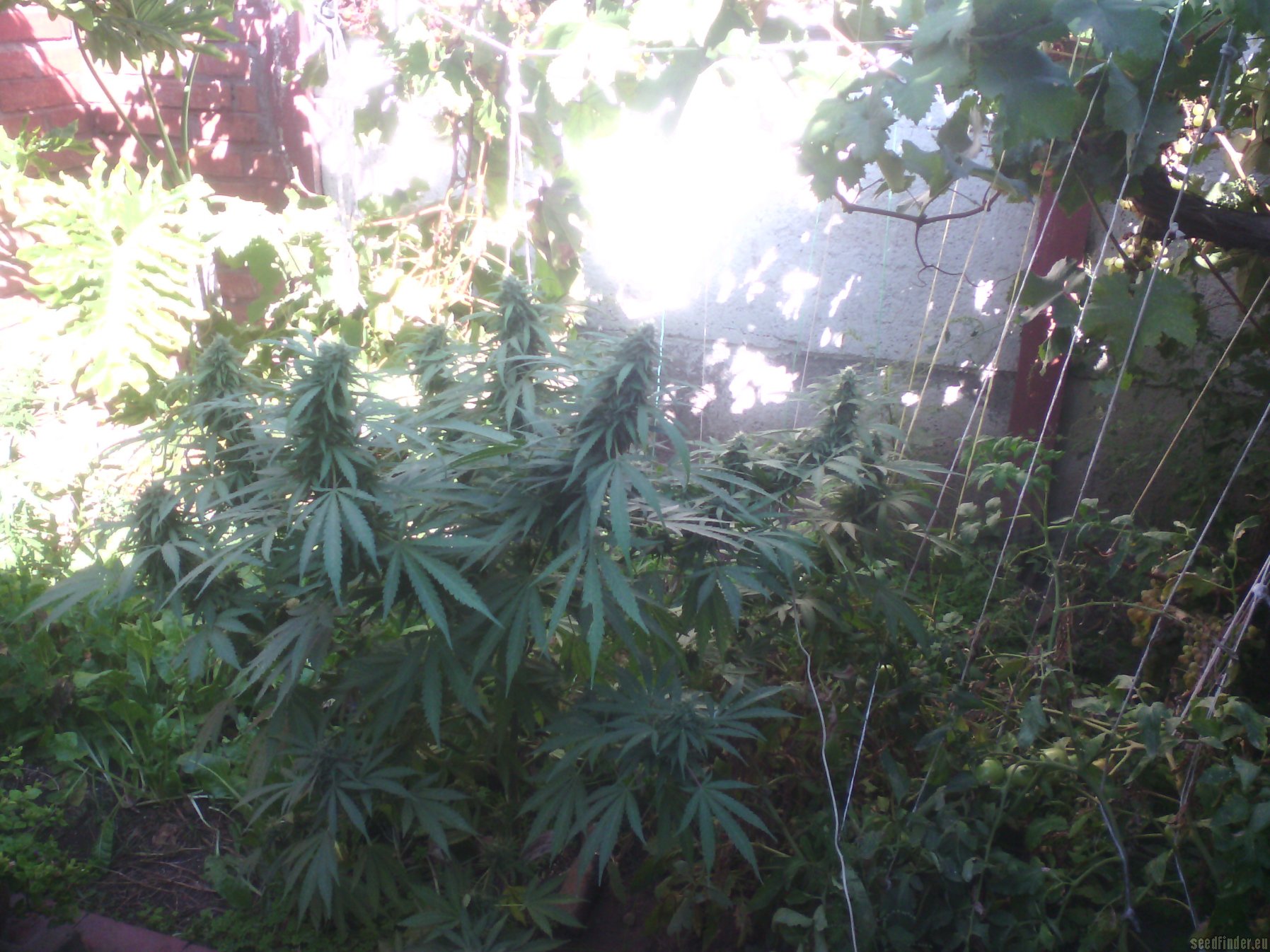 Wonder Skunk Hanf Samen