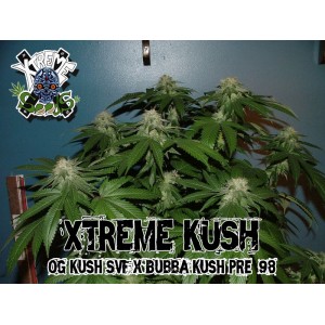 Xtreme Kush Hanf Samen