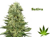 Sativa-Button