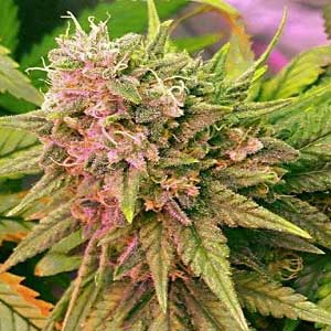 autoflowering-seeds-online-kaufen