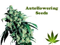 autoflowering-seeds