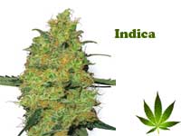 indica-button