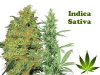 indica-sativa-button