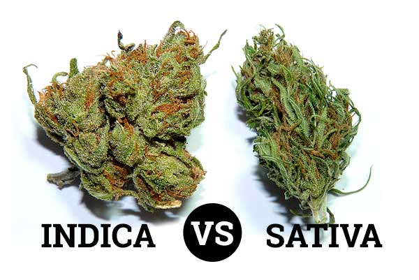 indica-sativa-hybrid-hanfsamen-online-kaufen