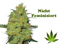 nicht-feminisiert-button