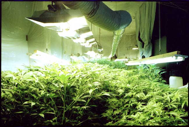 sensi-seeds-anbauen-samen-cannabis-thc-marihuana