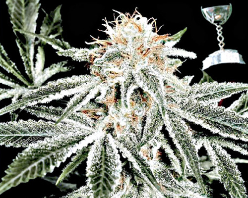 white widow hanfsamen